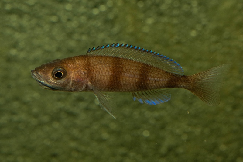 Paracyprichromis sp. 'ammelrooyi' Ikola
